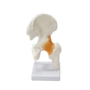 Ligamento principal de función de cadera, modelo de cadera humana, estándar médico - Product Image 1