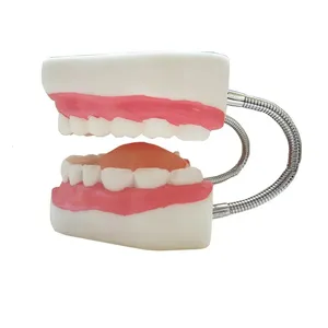 Modelo de enseñanza dental 6X de PVC, grande, con 32 dientes y lengua, herramienta didáctica para estudiantes de odontología - Product Image 2