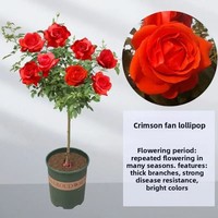 Fabrieksdirect groothandel Valentijnsdag Drie 3 Eeuwige Verse Rozen Glazen Koepel Decoratie Planten Amerikaanse Stijl