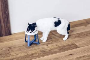 Durable Eco-Friendly Small Cat and <b>Dog</b> Food Pet <b>Stand</b> <b>Bowl</b> Tilted Supply Equipment Tall Water Elevated Popular for Small Pets - Product Image 3