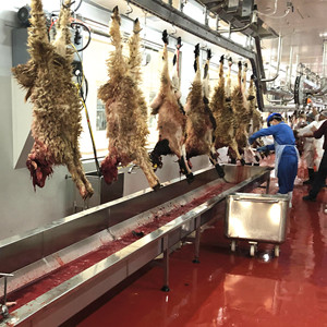 Coupes de ange de mouton approuvé pour animaux, maison d'abattoir avec Ovine, équipement d'abattoir, après halloween
