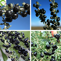 Hoogwaardige zoete gedroogde zwarte Goji-bessen Kruiden Wolfberry Bulk Vacuümverpakt Gedroogd Fruit