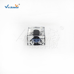 Especímen de Escarabajo Cornudo de Mandíbula Larga Encapsulado en Resina, Estructura Completa de Coleoptero para Enseñanza de Biología CE/ISO/ROHS/CNAS - Product Image 2