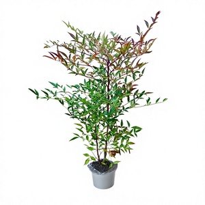 Bonsái de Nandina Flame Eight Hundred, Árbol Grande con Tronco Maduro, Ideal para Decoración de Interiores/Patio, Florece Todo el Año - Product Image 1