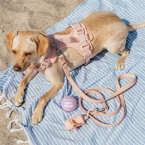 Lynpet Logo personalizzato cane palla da <span class=keywords><strong>Tennis</strong></span> lancio interattivo Pet giocattoli di addestramento per cani masticare palla giocattolo per mordere esercizio - Product Image 3