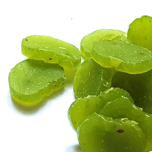 OEM ODM Pet Food Snacks Customized Wholesale Rich in Dietary Fiber High Protein High Vitamin <strong>Kiwi</strong> Slices for Dog <strong>Treats</strong> - Product Image 2