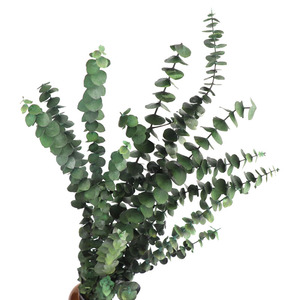 Guirlande de feuilles d'eucalyptus stabilisées et teintées, 5-7 pièces, avec pièces de monnaie en cuivre, plantes stabilisées naturelles pour Halloween, Pâques, Nouvel An Chinois - Product Image 1