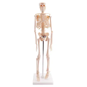 الهيكل العظمي البشري نموذج التعليم 42 سنتيمتر الأطفال هيكل عظمي نموذج تشريحي بيولوجي