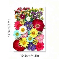 Kit de fleurs séchées pressées de grande taille, couleurs mélangées, directement de l'usine, pour la décoration de coques de téléphone et de marque-pages DIY