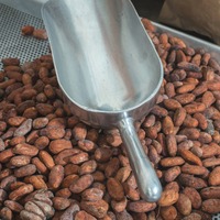 Granos de Cacao Forastero de Bali, Indonesia, Crudos y Secos, para Uso Profesional y Doméstico, que Proporcionan un Chocolate Cremoso y Suave con Notas Profundas y Ricas