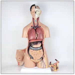 Torso humano para sexo dual, juguete de alta calidad de 85cm de altura, 38 piezas - Product Image 4