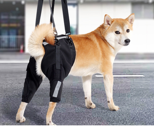 Adjustable Dog Hind Leg Rehabilitation Brace Neoprene Comfort Pet <b>Knee</b> Protection Walking Support Strap - Product Image 3