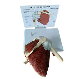 DARHMMY Modèle de science médicale grandeur nature Articulation de l'épaule humaine avec <span class=keywords><strong>muscles</strong></span> et ligaments - Product Image 5