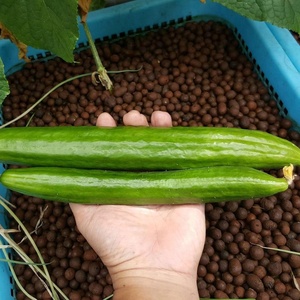Aquaponics Hydroponic Lightweight Porous Expanded <strong>Clay</strong> <strong>Pebbles</strong> Grow Media - Product Image 3
