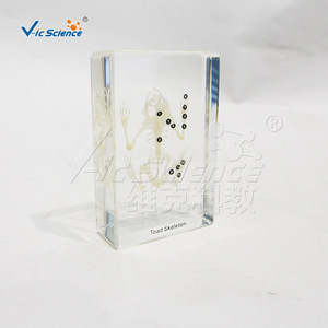 Spécimen de squelette de grenouille, squelette complet réaliste, modèle pédagogique et anatomique, pour l'enseignement primaire et secondaire - Product Image 2