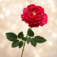 Extra grote Austin Rose Premium Real Touch zijden kunstbloemen bruiloft Pasen tafeldecoratie huisdecoratie