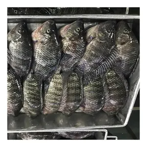 Envío rápido Tilapia congelada Nilotica Fish 1000g para comprador de Tilapia