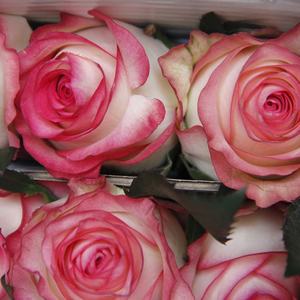 Arreglos Florales con Cabezas de Flores Grandes Blancas con Borde Rosa, Flores Frescas Cortadas para Decoración de Bodas - Product Image 6