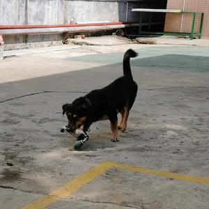 Juicepet üretici toptan vahşi ördek şekilli çiğnemek oyuncaklar Pet köpekler için günlük için EVA malzeme taşlama temizleme diş ısırma - Product Image 3