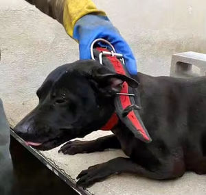 Collar para Perro Resistente de 4 Capas, para Perros Grandes como Pitbull, Material de Nailon y Poliéster de Alta Calidad, Hebilla Resistente, Diseño Estampado - Product Image 3