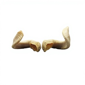 Shofar en corne de bélier brute en vrac, naturel et fait main AZ ENTERPRISES AZE-RH02, toucher authentique pour la fabrication et l'artisanat en gros - Product Image 4