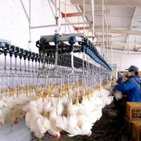 Ligne d'abattage automatique de poulets Ligne d'abattage automatique de volailles pour ferme avicole