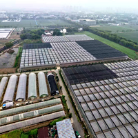 Grande serre commerciale multi-travées de type tunnel pour la culture hydroponique de tomates et de fraises, conception personnalisée, galvanisation à chaud simple.