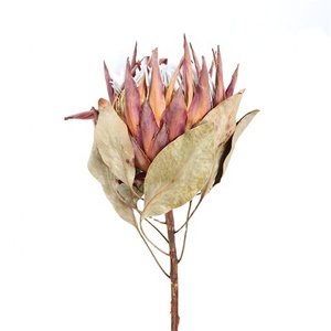 <span class=keywords><strong>Al</strong></span> por mayor <span class=keywords><strong>venta</strong></span> caliente Natural procesados secos Protea flor seca Real para DIY <span class=keywords><strong>flores</strong></span> <span class=keywords><strong>de</strong></span> alta decoración <span class=keywords><strong>de</strong></span> la boda <span class=keywords><strong>de</strong></span> acuerdo - Product Image 1
