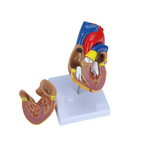 Modelo de Anatomía del Corazón Humano 1:1, Modelo de Corazón Natural para Ultrasonido/Doppler Color, Molde de Enseñanza del Corazón con 34 Marcas - Product Image 2