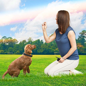 Collar de descarga eléctrica recargable IP67 a prueba de agua para perros pequeños/grandes, actualización de 2 perros, ladridos de control remoto de 1000 pies, pitido de plástico - Product Image 2