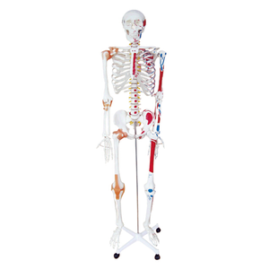 A1002 180cm <strong>Vivid</strong> <strong>Full</strong> Body PVC Muscle Model Human Anatomy Skeleton with Ligament Teaching Model for Medical Schools - Product Image 2
