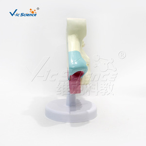 Mucosa nasale à l'agrandissement 2x, 2 parties ; Modèle anatomique de la ligne médiane de la tête ; Modèle pédagogique médical. - Product Image 3