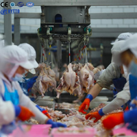 Ligne d'abattage automatique de poulets en acier inoxydable SUS304 certifiée CE, capacité de 1000 poulets par heure |   Efficacité optimisée de l'échauffage et du retrait des plumes