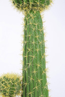 Plantes artificielles tropicales en pot, fausses plantes vertes, paysage désertique, fausses plantes vertes décoratives, simulation de cactus en plastique