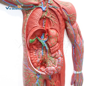 Modelo Anatómico del Sistema Linfático de Cuerpo Completo en PVC con 63 Estructuras Numeradas para Recursos de Enseñanza Médica, con Certificaciones CE, ISO, ROHS y CNAS - Product Image 2