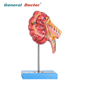 Modello Anatomico dell'Appendice e del Cecum Umano GD/A12006 - Product Image 1