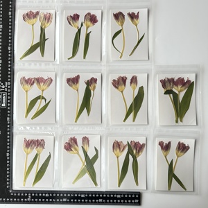 RTS 2 pz/confezione Fiori di tulipano pressati per custodie del telefono, lampade, resina epossidica, cornici e artigianato - Product Image 6