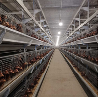 Cage à poules automatique de type A à 3/4/5 niveaux, cage à poules galvanisée pour ferme avicole, capacité de 5000 oiseaux
