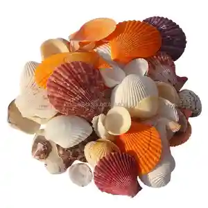 Holesale-carcasa de conchas de tamaño mediano, de colores variados, natural