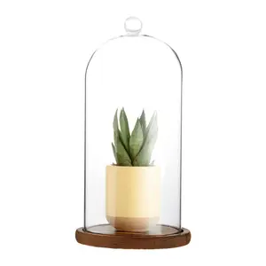 透明玻璃钟形圆顶，白色木制底座，用于花卉展示