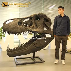 V Simulated dinosaur skeleton small artificial model dinosaur fossil skull