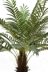 <span class=keywords><strong>Sen</strong></span> Masine 230cm 21 hojas verde Faux Phoenix <span class=keywords><strong>planta</strong></span> palmera Artificial para jardín al aire libre decoración del hogar - Product Image 3