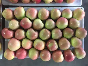 2022 Neue Ernte von chinesischen frischen roten Fuji-Apfel früchten frische Äpfel königliche Gala und rote köstliche Äpfel frischer Preis für den Großhandel