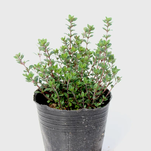 KAIYANGE Prix d'usine Thym citronné naturel séché (Thymus citriodorus) pour l'éclaircissement de la peau, épices, assaisonnement, tisane - Product Image 4
