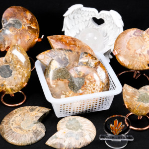 Bán buôn tự nhiên chất lượng cao thô ốc xà cừ hóa thạch ammonite hóa thạch đá <span class=keywords><strong>Slice</strong></span> để trang trí - Product Image 4