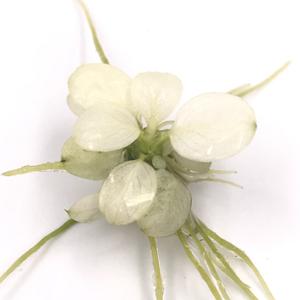 Invitro Planten Anubias Nana Bonte Anubia 'S - Product Image 1