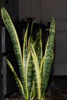 Plante de Sansevieria authentique de qualité supérieure, faible entretien, purificateur d'air, feuillage d'intérieur, verdure fraîche, Botani Seed Indonésie