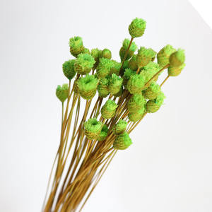 Mini Margarita importada de Brasil, flor feliz seca para decoración del hogar - Product Image 4