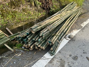Piquets en bambou à prix avantageux pour la vente en gros – Supports agricoles durables et naturels pour vignobles, pépinières et agriculture - Product Image 6