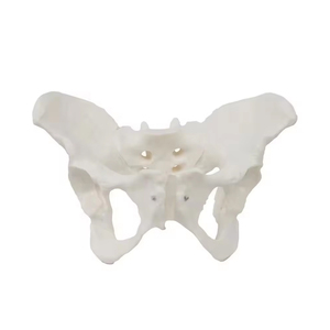 Medicina <span class=keywords><strong>de</strong></span> anatomía Modelo <span class=keywords><strong>de</strong></span> pelvis femenina Tamaño real Hueso <span class=keywords><strong>de</strong></span> la cadera femenina Modelo <span class=keywords><strong>de</strong></span> anatomía pélvica Modelo <span class=keywords><strong>de</strong></span> Anatomía <span class=keywords><strong>de</strong></span> <span class=keywords><strong>mujer</strong></span> <span class=keywords><strong>de</strong></span> PVC - Product Image 1